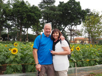 Hơn 2.000 mét vuông hoa hướng dương rực rỡ Hoàng thành Thăng Long