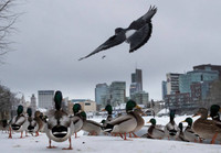 Dãy Alps tuyết lở - Ít nhất 12 người thiệt mạng vì tuyết lớn và gió mạnh ở Châu Âu