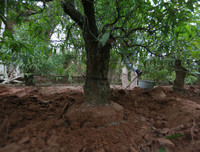 Nông dân ở Nhật Tân tất bật chăm đào tuốt lá