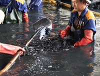 Công nhân dầm mình dưới bùn làm sạch sông Tô Lịch