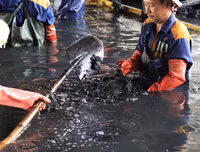 Công nhân dầm mình dưới bùn làm sạch sông Tô Lịch