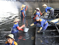 Công nhân dầm mình dưới bùn làm sạch sông Tô Lịch