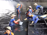 Công nhân dầm mình dưới bùn làm sạch sông Tô Lịch