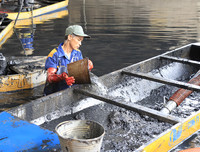 Công nhân dầm mình dưới bùn làm sạch sông Tô Lịch