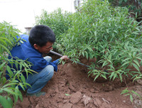 Nông dân ở Nhật Tân tất bật chăm đào tuốt lá