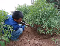 Nông dân ở Nhật Tân tất bật chăm đào tuốt lá