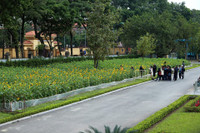 Hơn 2.000 mét vuông hoa hướng dương rực rỡ Hoàng thành Thăng Long