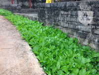 [ẢNH] Đẹp rêu phong như giếng cổ của làng