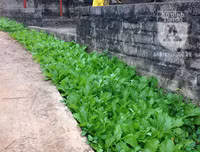 [ẢNH] Đẹp rêu phong như giếng cổ của làng