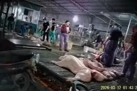 Từ vụ tuồn gần 300 tấn lợn bệnh ra thị trường: Mở đợt kiểm tra trên toàn quốc, siết kiểm dịch thú y