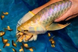 Vụ 13 người ngộ độc nghi do ăn trứng cá Rồng, cảnh báo mối nguy từ việc dùng thủy hải sản lạ làm thực phẩm