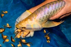 Vụ 13 người ngộ độc nghi do ăn trứng cá Rồng, cảnh báo mối nguy từ việc dùng thủy hải sản lạ làm thực phẩm