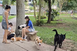 Hà Nội: Nếu để chó, mèo thả rông cắn người, người chủ phải chi trả chi phí liên quan