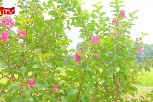 Phong trào “Sáng – Xanh – Sạch – Đẹp” lan tỏa mạnh mẽ tại thôn Hà Lỗ