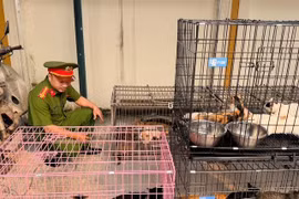 Phá đường dây chuyên trộm cắp mèo quy mô lớn tại Hà Nội