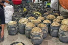 Khởi tố vụ thu giữ gần 3 tấn giá đỗ sử dụng chất cấm