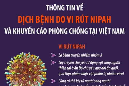 Thông tin về dịch bệnh do vi rút Nipah và khuyến cáo phòng chống tại Việt Nam