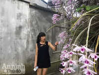 Độc đáo vườn lan huyền thoại có một không hai ở Tuyên Quang