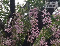 Độc đáo vườn lan huyền thoại có một không hai ở Tuyên Quang