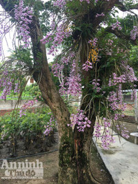 Độc đáo vườn lan huyền thoại có một không hai ở Tuyên Quang