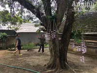 Độc đáo vườn lan huyền thoại có một không hai ở Tuyên Quang