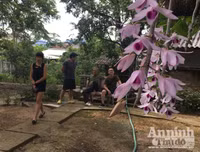 Độc đáo vườn lan huyền thoại có một không hai ở Tuyên Quang