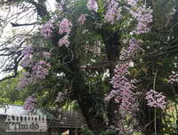 Độc đáo vườn lan huyền thoại có một không hai ở Tuyên Quang