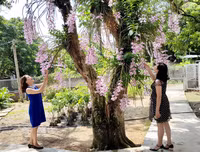 Độc đáo vườn lan huyền thoại có một không hai ở Tuyên Quang