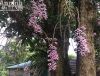 Độc đáo vườn lan huyền thoại có một không hai ở Tuyên Quang