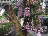 Độc đáo vườn lan huyền thoại có một không hai ở Tuyên Quang