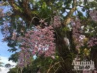 Độc đáo vườn lan huyền thoại có một không hai ở Tuyên Quang