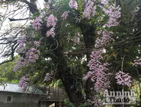 Độc đáo vườn lan huyền thoại có một không hai ở Tuyên Quang