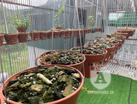 Cận mặt kẻ trộm lan táo tợn tại Hòa Bình lấy sạch toàn bộ lan đột biến trị giá 2,9 tỷ đồng