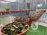 Cận mặt kẻ trộm lan táo tợn tại Hòa Bình lấy sạch toàn bộ lan đột biến trị giá 2,9 tỷ đồng