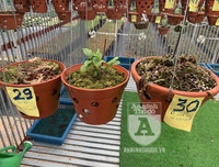 Cận mặt kẻ trộm lan táo tợn tại Hòa Bình lấy sạch toàn bộ lan đột biến trị giá 2,9 tỷ đồng