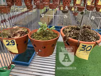 Cận mặt kẻ trộm lan táo tợn tại Hòa Bình lấy sạch toàn bộ lan đột biến trị giá 2,9 tỷ đồng