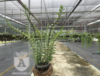 Cận mặt kẻ trộm lan táo tợn tại Hòa Bình lấy sạch toàn bộ lan đột biến trị giá 2,9 tỷ đồng