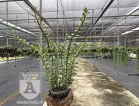 Cận mặt kẻ trộm lan táo tợn tại Hòa Bình lấy sạch toàn bộ lan đột biến trị giá 2,9 tỷ đồng