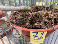 Cận mặt kẻ trộm lan táo tợn tại Hòa Bình lấy sạch toàn bộ lan đột biến trị giá 2,9 tỷ đồng