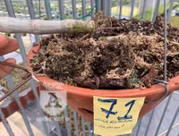 Cận mặt kẻ trộm lan táo tợn tại Hòa Bình lấy sạch toàn bộ lan đột biến trị giá 2,9 tỷ đồng