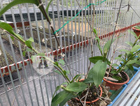 Cận mặt kẻ trộm lan táo tợn tại Hòa Bình lấy sạch toàn bộ lan đột biến trị giá 2,9 tỷ đồng