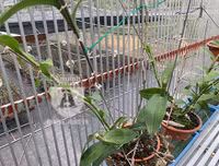 Cận mặt kẻ trộm lan táo tợn tại Hòa Bình lấy sạch toàn bộ lan đột biến trị giá 2,9 tỷ đồng