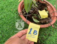 Cận mặt kẻ trộm lan táo tợn tại Hòa Bình lấy sạch toàn bộ lan đột biến trị giá 2,9 tỷ đồng