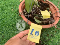 Cận mặt kẻ trộm lan táo tợn tại Hòa Bình lấy sạch toàn bộ lan đột biến trị giá 2,9 tỷ đồng