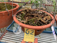 Cận mặt kẻ trộm lan táo tợn tại Hòa Bình lấy sạch toàn bộ lan đột biến trị giá 2,9 tỷ đồng