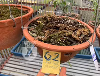 Cận mặt kẻ trộm lan táo tợn tại Hòa Bình lấy sạch toàn bộ lan đột biến trị giá 2,9 tỷ đồng