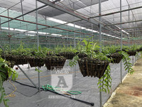 Cận mặt kẻ trộm lan táo tợn tại Hòa Bình lấy sạch toàn bộ lan đột biến trị giá 2,9 tỷ đồng