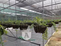 Cận mặt kẻ trộm lan táo tợn tại Hòa Bình lấy sạch toàn bộ lan đột biến trị giá 2,9 tỷ đồng