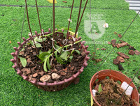 Cận mặt kẻ trộm lan táo tợn tại Hòa Bình lấy sạch toàn bộ lan đột biến trị giá 2,9 tỷ đồng