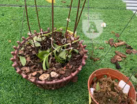 Cận mặt kẻ trộm lan táo tợn tại Hòa Bình lấy sạch toàn bộ lan đột biến trị giá 2,9 tỷ đồng